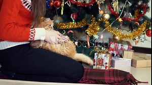 woman sitting under Christmas tree and playing with cat. Girl giving gift box to her pet.