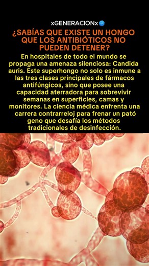 🍄⚠️ Candida auris: El Superhongo Silencioso que Preocupa a los Hospitales