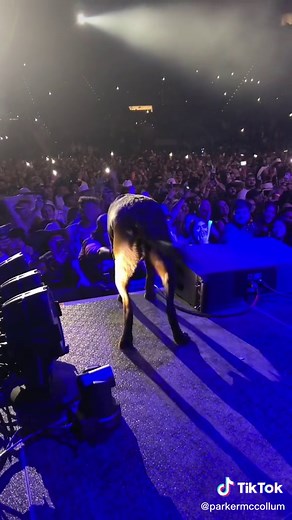 parkermccollum on TikTok