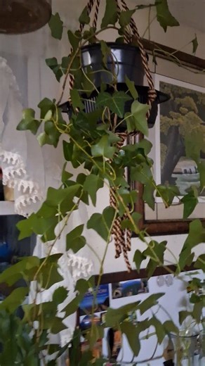 Hanging Ivy plants #Hello | Beatriz Nunez Blackhawk