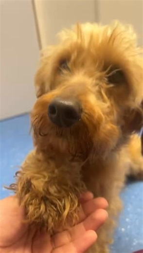 697K views · 14K reactions | Worried little Harper has just joined us...