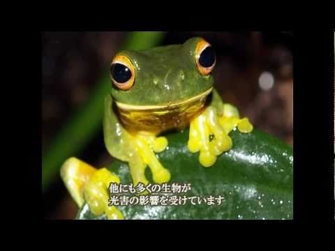 光害啓発ビデオ（日本語字幕版）～光害の現状、環境への影響、対策