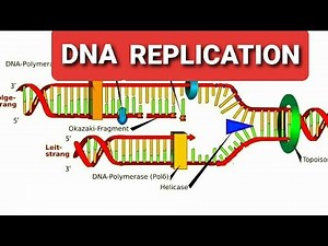 DNA Replication|Initiation phase of DNA Replication|Differeence Replication Bubble Replication Fork