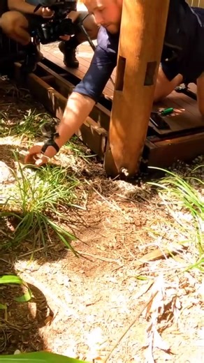 Teamwork Makes the Dreamwork! 🐍💪 – Watch Nature’s Incredible Coordination! When animals work together, amazing things happen! This snake teamwork will blow your mind. Nature’s power of cooperation is truly something to behold! #nature #naturelover #fypシ #snake #snakes #Teamwork #Wildlife #AnimalKingdom #NaturePower #WildlifeLovers #AmazingNature | Wildlife With Stuart Mckenzie