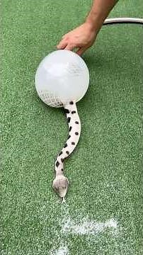 Inflating Rattle Snake with Water until it Pops!💥