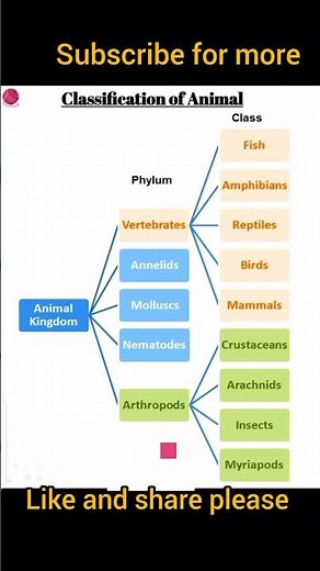 classification of animals || kingdom animalia #youtubeshorts #biology #kingdomanimalia