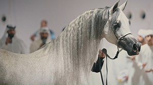 Dubai Arabian Horse Stud breaks record after record 💥 When the quality of the horses is outstanding, when you set the example for others, when you lead the way to the future...S U C C E S S is the only option! A total amount of 🔥 8.3 million AED was reached on October 29 at the DUBAI STUD AUCTION, a wonderful event organized at Dubai Stud that welcomed people from all over the world and gave them the chance to purchase the world-renowned horses of Dubai Stud breeding program. | Arabian Insider