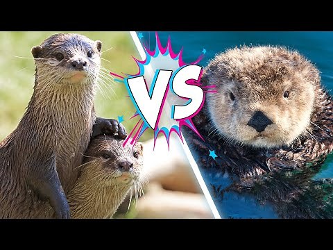 Sea Otters VS River Otters! What's the Difference?