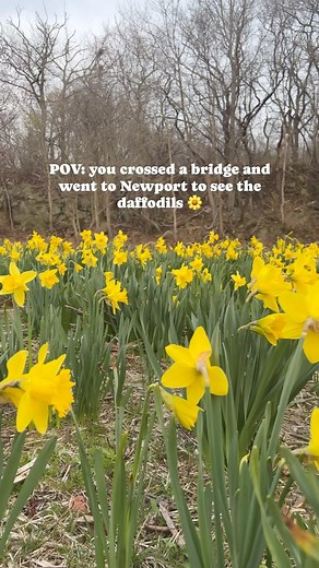 And I’d do it again 🌼 The daffodil season is just popping off so don’t miss out on your chance to see these flowers in bloom! Check out @discovernewport for all the best places to catch the daffodils in Newport, Rhode Island 🌼 #discovernewport #newportri #daffodildays #daffodilsofinstagram #whatsgoingoninrhodeisland #rhody | Rhode Island Native