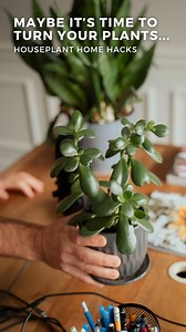 🌱✨ Why You Should Spin Your Plants! ✨🌱 Plants love to stretch towards the light, which can lead to uneven growth over time (sorry Jade). Spinning your plants every once in a while ensures they grow evenly, helping them stay balanced and healthy 🌿💚 A little turn goes a long way—this simple trick encourages strong, uniform growth and keeps your plants looking their best! 🌞 #PlantCare #EvenGrowth #HealthyPlants #GardeningTips | Frankie Flowers