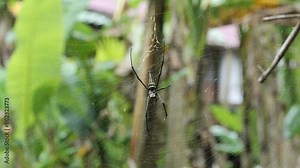 Big spider in her net during a rainy day in Bali, Indonesia. Big black spider waiting for prey. Dangerous-looking spider in her net during the rainy season. Fascinating big spider web in jungle area.