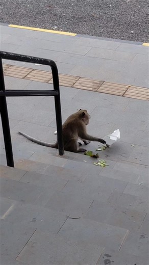 Nice monkey #Nice #beautiful #eating #monkey #Monkeylover #clever #reel | Monkeys CH-V