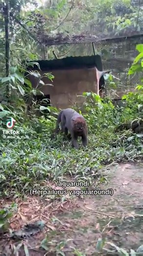 Features of a jaguarundi, a wild cat native to the Americas