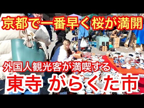 2026年3月1日 京都で一番早く桜🌸が満開 外国人観光客が満喫する東寺がらくた市を歩く Walking around Toji Temple in Kyoto