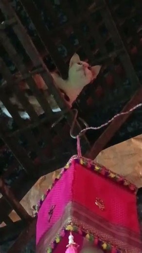 cute kitten sound #cuteanimal #cutecat 🥺