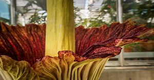 Corpse flower blooms at Denver Botanic Gardens