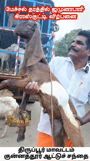 மேச்சல்தரத்தில் ஜமுனாபாரி குட்டி விற்பனை #shortsfeed #குன்னத்தூர்சந்தையில் #viral #treanding