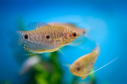 Gourami Fish Care & Species Overview