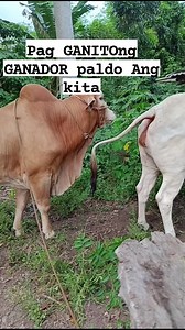 2.8M views · 9.8K reactions | Ganador #ganador #cow #farmingtips #livestockfarming #livestock #viralreels #trendingreels #fypシ゚ | Jasmin Trinidad | Facebook