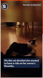 This robotic vacuum makes for a perfect kitty-mobile! | storyful