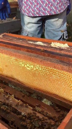 Beekeeping Daily Life 🐝 | Hive Care & Healthy Bee Colony #shorts