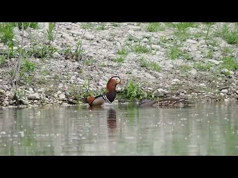 Mandarin ducks mating // Accouplement de canards mandarin