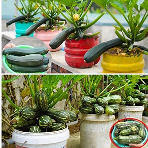 14K views · 140 reactions | Tips on how to grow healthy zucchini faster! - | Balcony Garden Ideas | Facebook