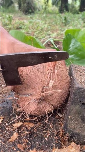 day 3 removing the coconut from the shell