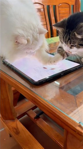 Pro Gamers! 🎮 Der Pate & Sorgi vs. Digital Cockroach 😂 #DerPate #Shorts