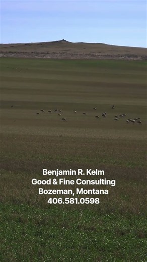 Over 140 sandhill cranes feeding just N of Harrison, Montana!