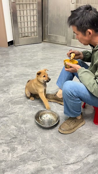 I realized the pup was hungry when it knocked over its bowl.#shorts #funny #comedy #cute #animals