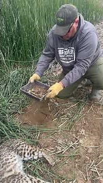 How To Trap a Bobcat (DIY Trapping Tutorial)
