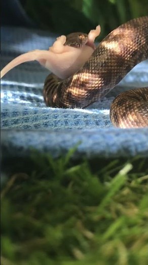 Baby Children's Python Eating #shorts