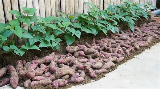 Step-by-Step Guide to Growing Sweet Potatoes at Home US and Europe | H&H Balcony & Garden