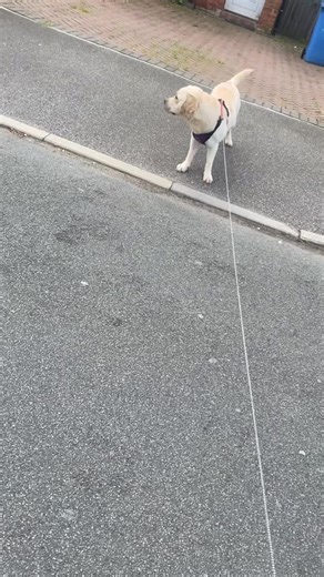 Stubborn Labrador Refuses to Walk: Tips for Owners