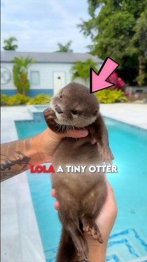 TINY OTTER LEARN HOW TO SWIM🦦