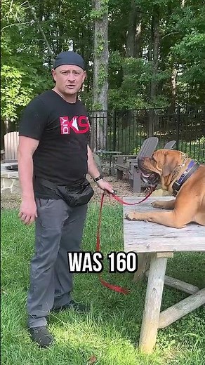 How to Train a 140 lb Boerboel to Jump Effortlessly!
