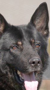 Agility & Obedience Fun with Yuna! #germanshepherd #workingdog #gsd #k9 | Kraftwork K9 Pro German Shepherds