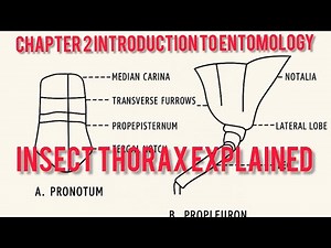 Chapter 2 Introduction to Entomology|Insect Thorax Explained | Structure, Segments