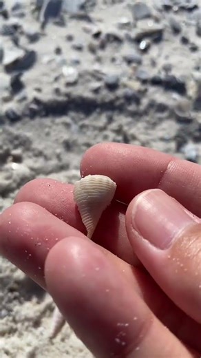 Small Ocean Treasure #shorts