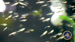 1.8K views · 14 reactions | Meet our Blue Star Endler Guppies,...