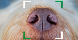 Biometric ID app knows lost dogs by their noses
