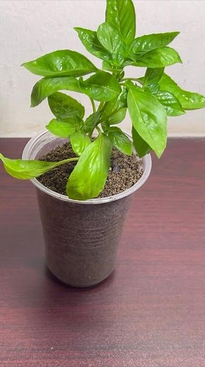 How to grow basil from cutting in soil |Propagate basil #shorts #youtubeshorts #shortsvideo #basil