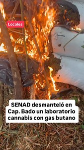 La SENAD desmanteló en Capitán Bado, Amambay, un centro de producción que incluía el primer laboratorio detectado en la zona para la extracción de resina de cannabis (BHO) usando gas butano. El operativo destruyó la infraestructura y el acopio, confirmando una nueva y peligrosa modalidad de procesamiento de droga. . . . Mas en www.amambayahora.com.py | Amambay Ahora