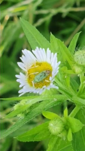 Potato capsid bug ( Closterrotomus norwegicus)