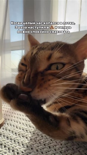 САЙМОН 🐾 СЯМА 🐾 СИМОХИН on Instagram: "Ну мееед 🤌😹"