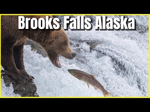 Brooks Falls Alaska - Bears Fishing for Salmon