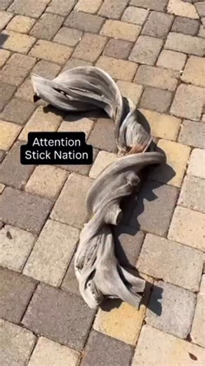 Official Stick Reviews on Instagram: "Insane frame stick mod 🖼️🪵 #nature #sticknation #fyp"
