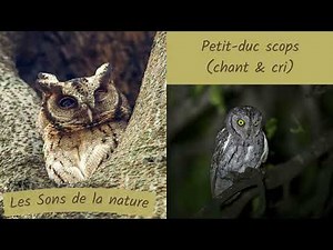 Petit-duc scops (chant & cri) | Sons de la nature