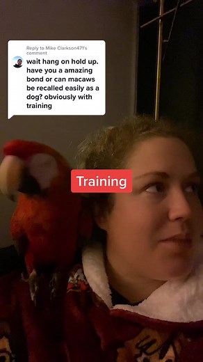 Shelby The Macaw on TikTok